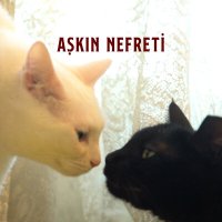 Скачать песню Tolgahan Tarıoğlu - Aşkın Nefreti